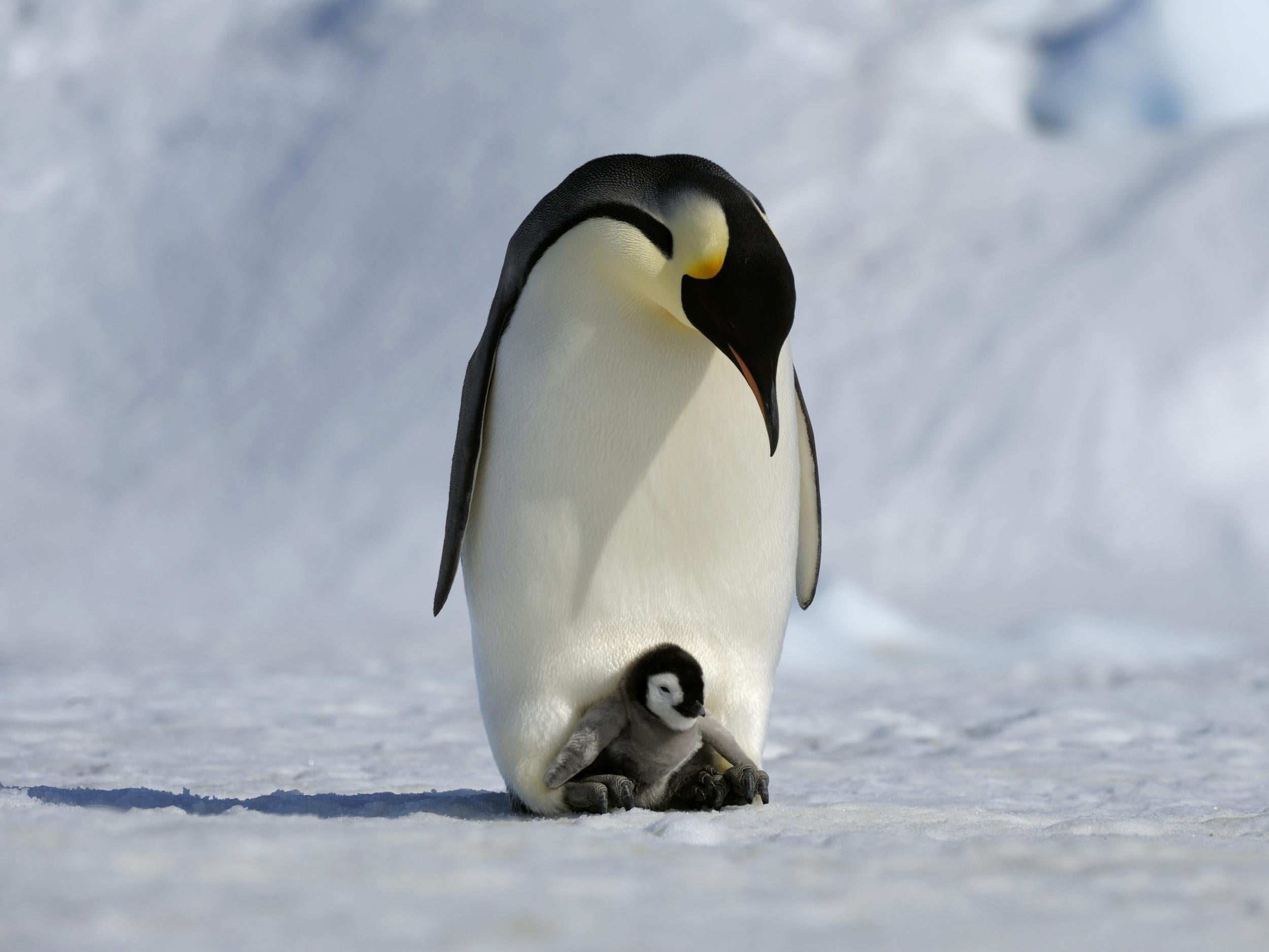 The aquatic flightless birds spend roughly half their time on land and the other half in water