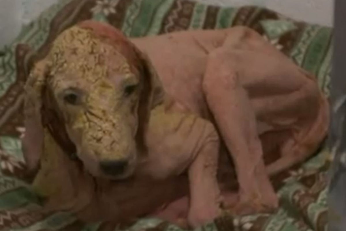 Dog 'just days from death' rescued after surviving for months in ...