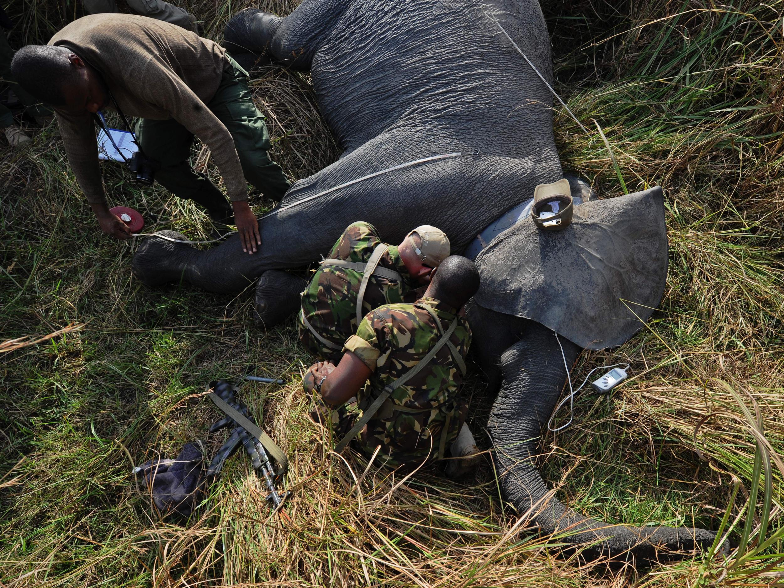Elephants are at the centre of a fierce war between poaching gangs and rangers