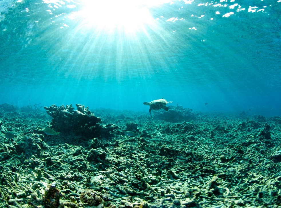 A lone turtle swims through barren coral reef damaged by coral bleaching. The bleaching of coral reefs is one of the consequences of increasing ocean temperatures.