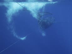 Humpback whale entangled in 285ft of rope freed by rescuers