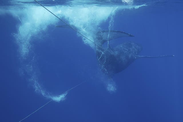 An entangled humpback whale with line running from both sides of its mouth