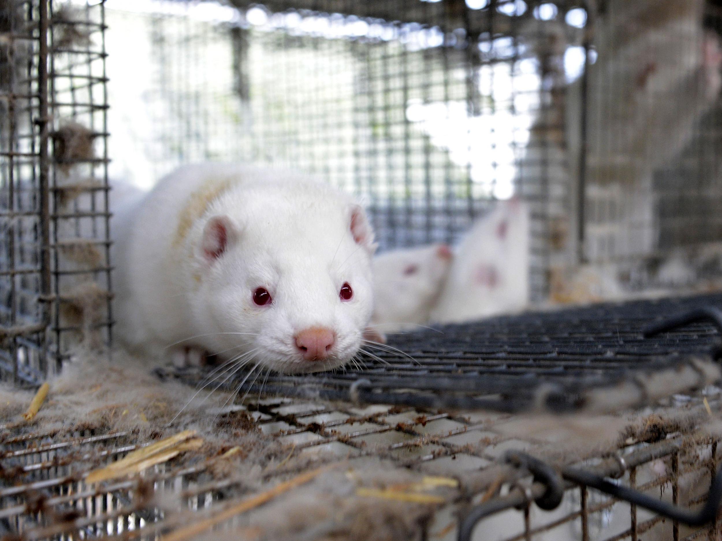 Norway has pledged to end mink and fox farming by 2025