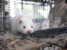 Norway pledges to shut down all fur farms by 2025