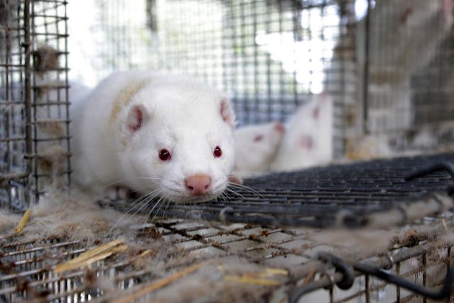 Norway has pledged to end mink and fox farming by 2025