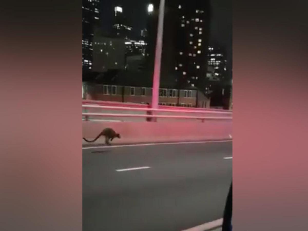 Wallaby spotted hopping along Sydney Harbour Bridge stops rush hour(00)
