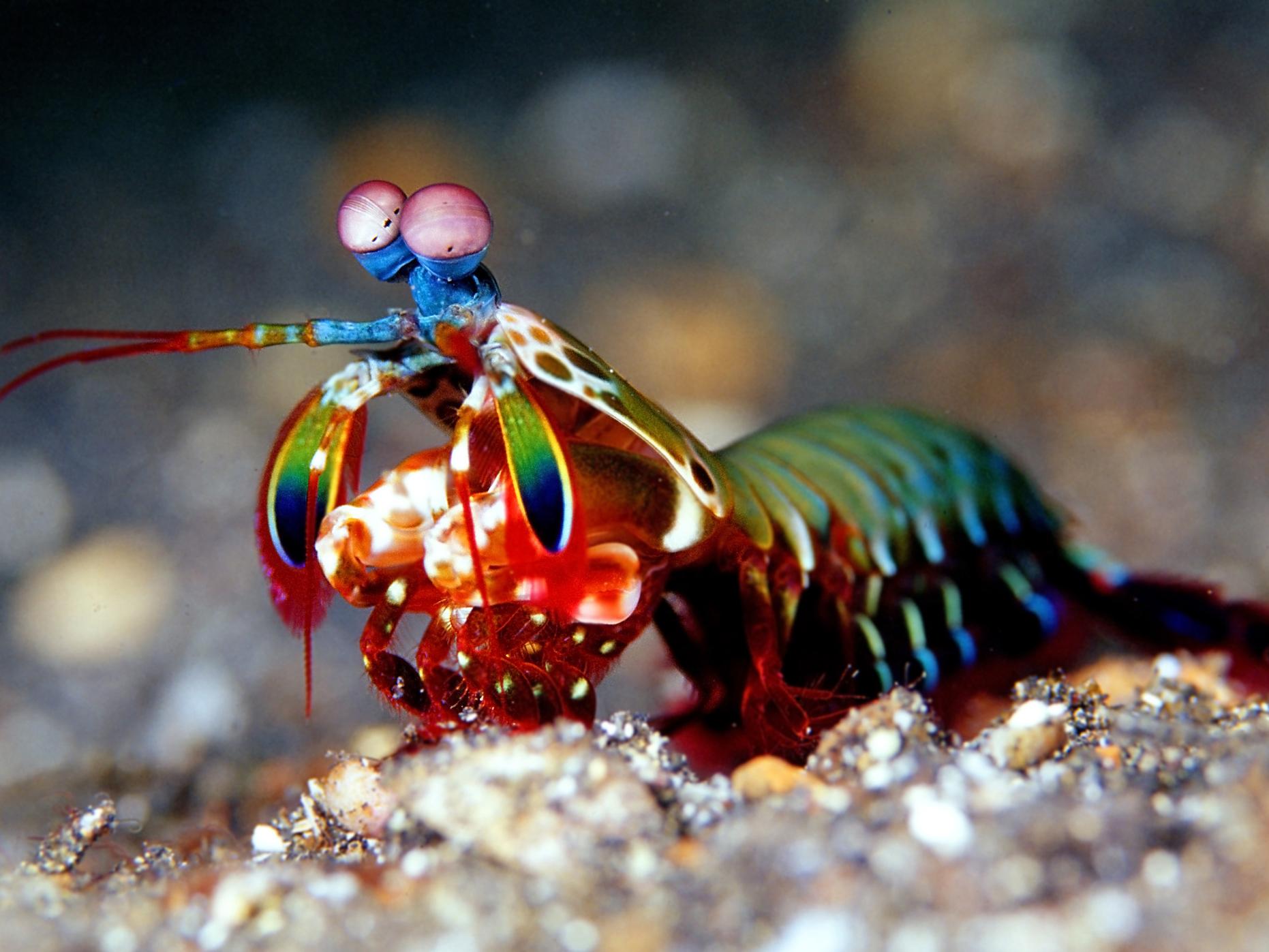 Mantis shrimps pack powerful punch thanks to ultra-strong hammers on limbs,  finds study | The Independent | The Independent