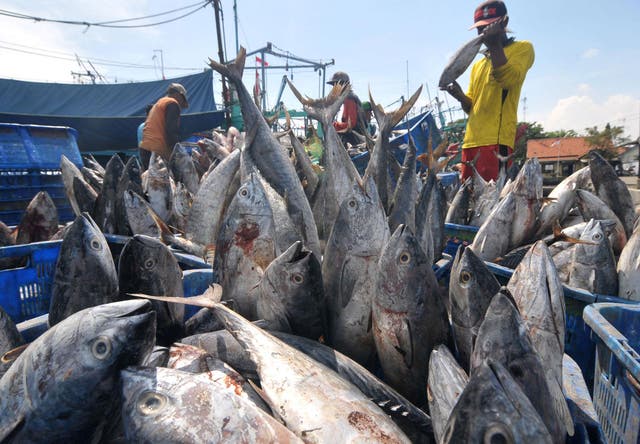 Tuna is caught on a mass scale in the Tropical Pacific using the ancient pole and line technique