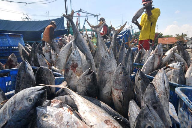 Tuna is caught on a mass scale in the Tropical Pacific using the ancient pole and line technique