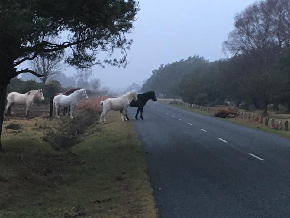 A herd of ponies look on after a member was killed by a passing car