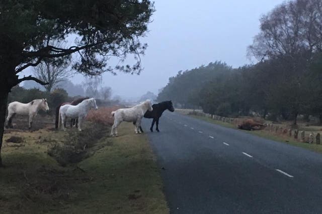 A herd of ponies look on after a member was killed by a passing car