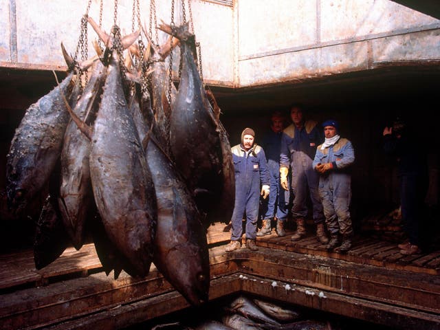 Fisherman hang out their tuna catch in Genova Harbour, Italy