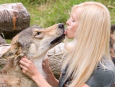 Wolf escapes wildlife sanctuary near Reading