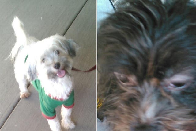 The two Maltese-mix dogs were 'apparently healthy', officials said
