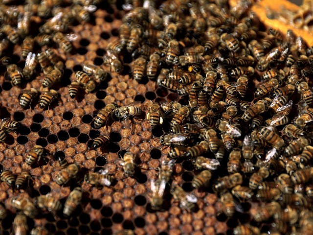 Around half a million bees froze to death when their hives were knocked over