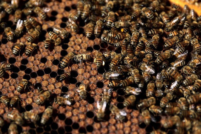 Around half a million bees froze to death when their hives were knocked over