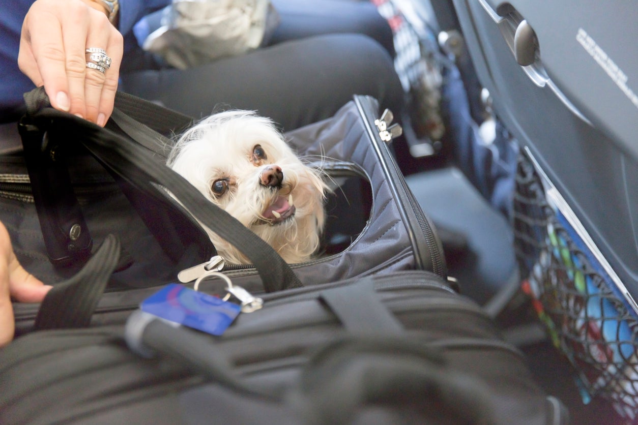 Flying with emotional support best sale dog delta