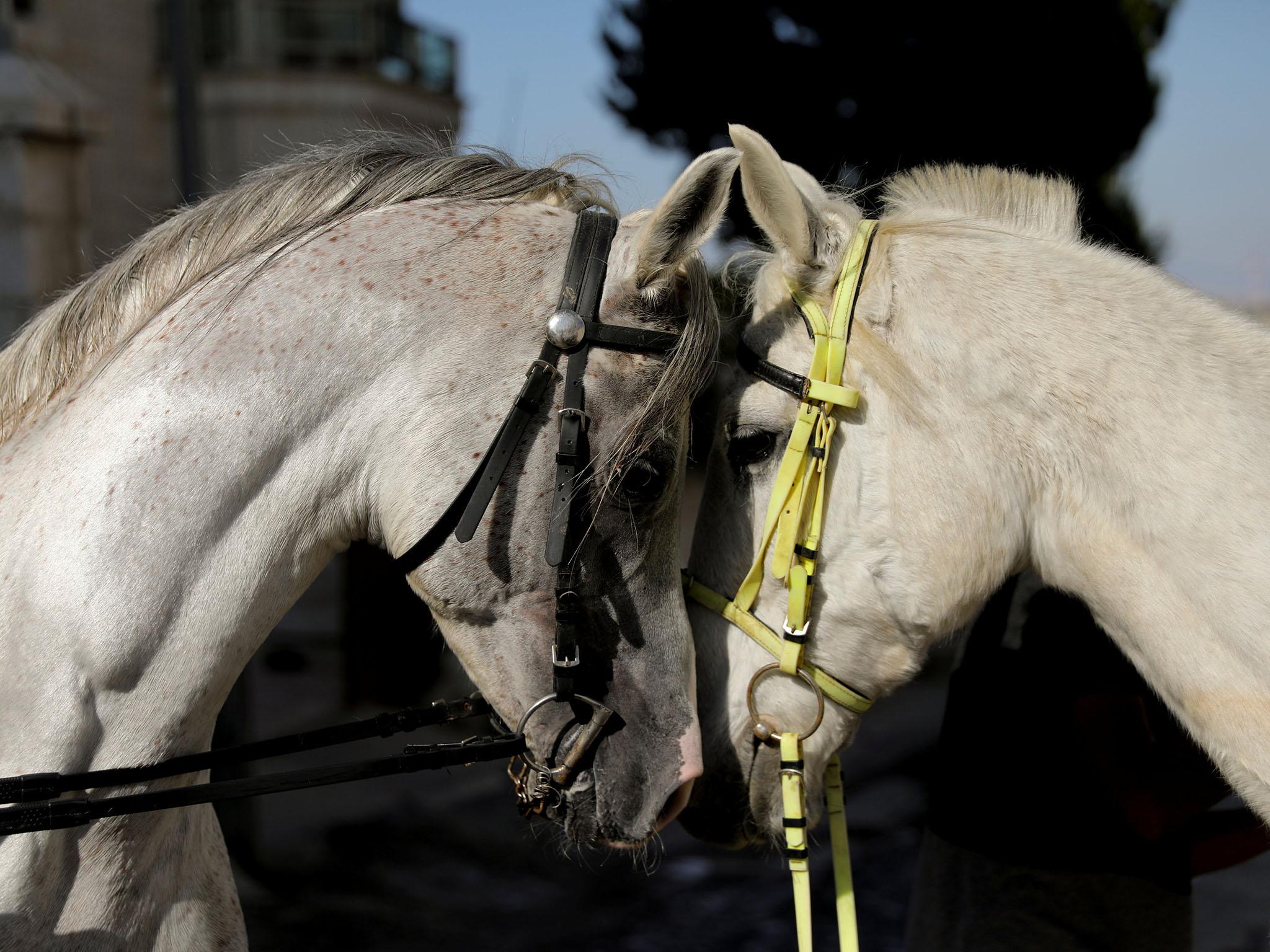 Horses are able to read human emotions from voice and facial