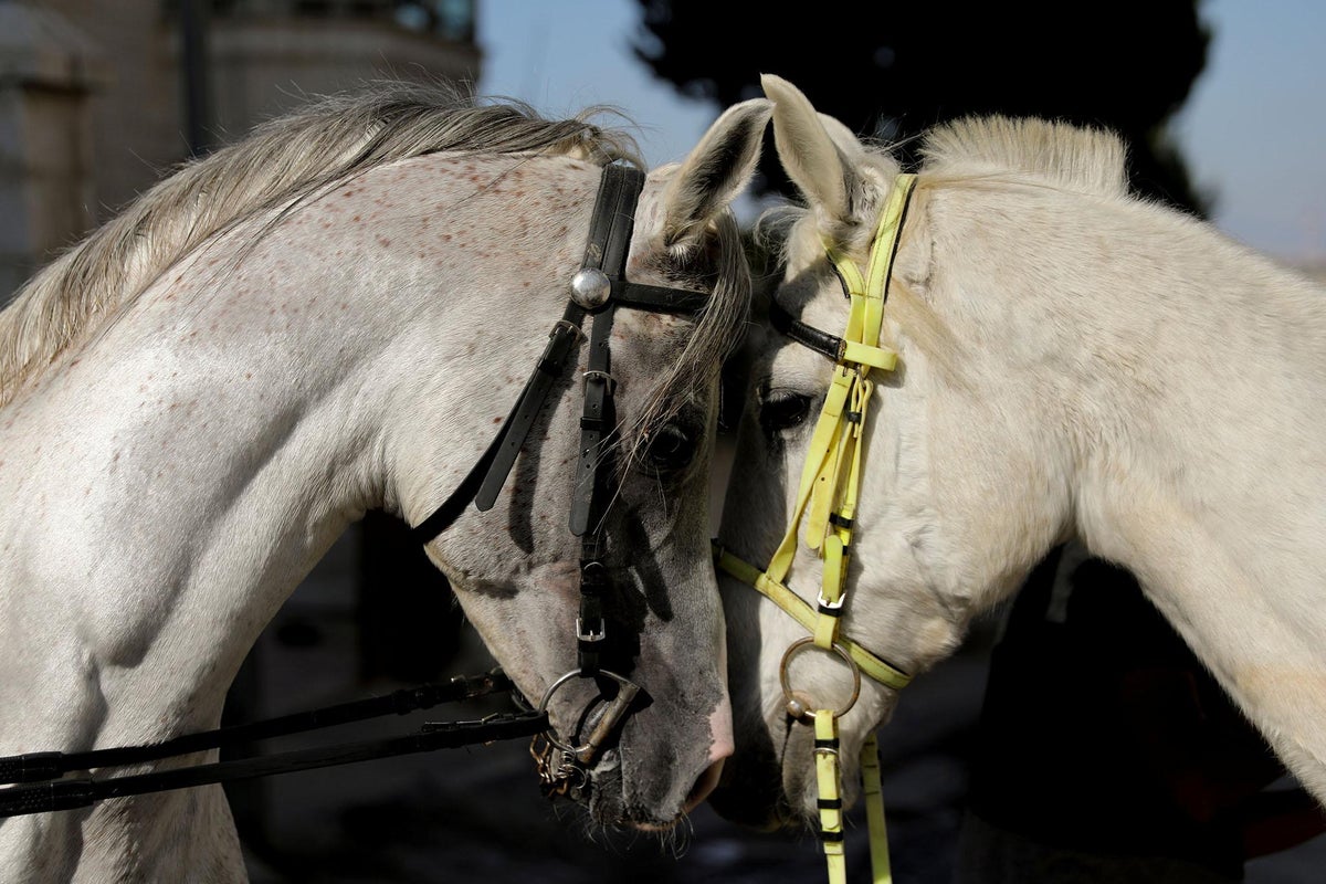 Horses are able to read human emotions from voice and facial ...