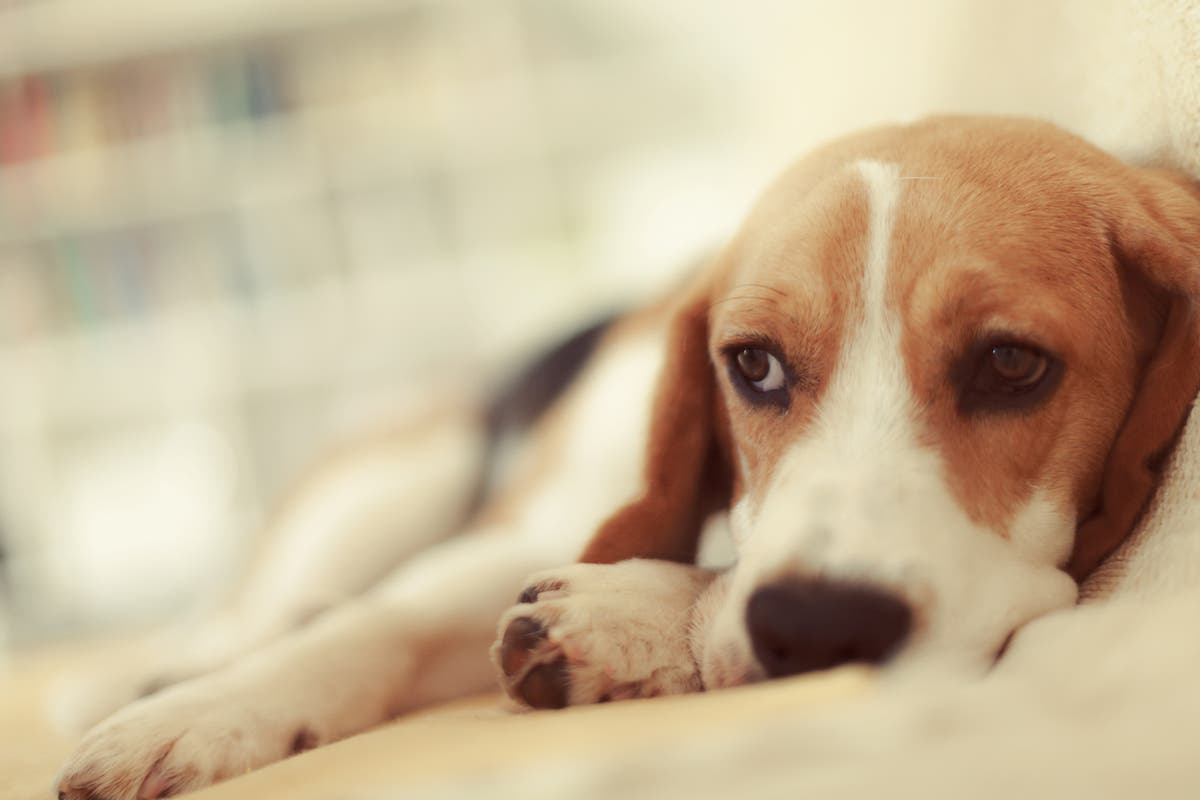 what disease can kill dogs