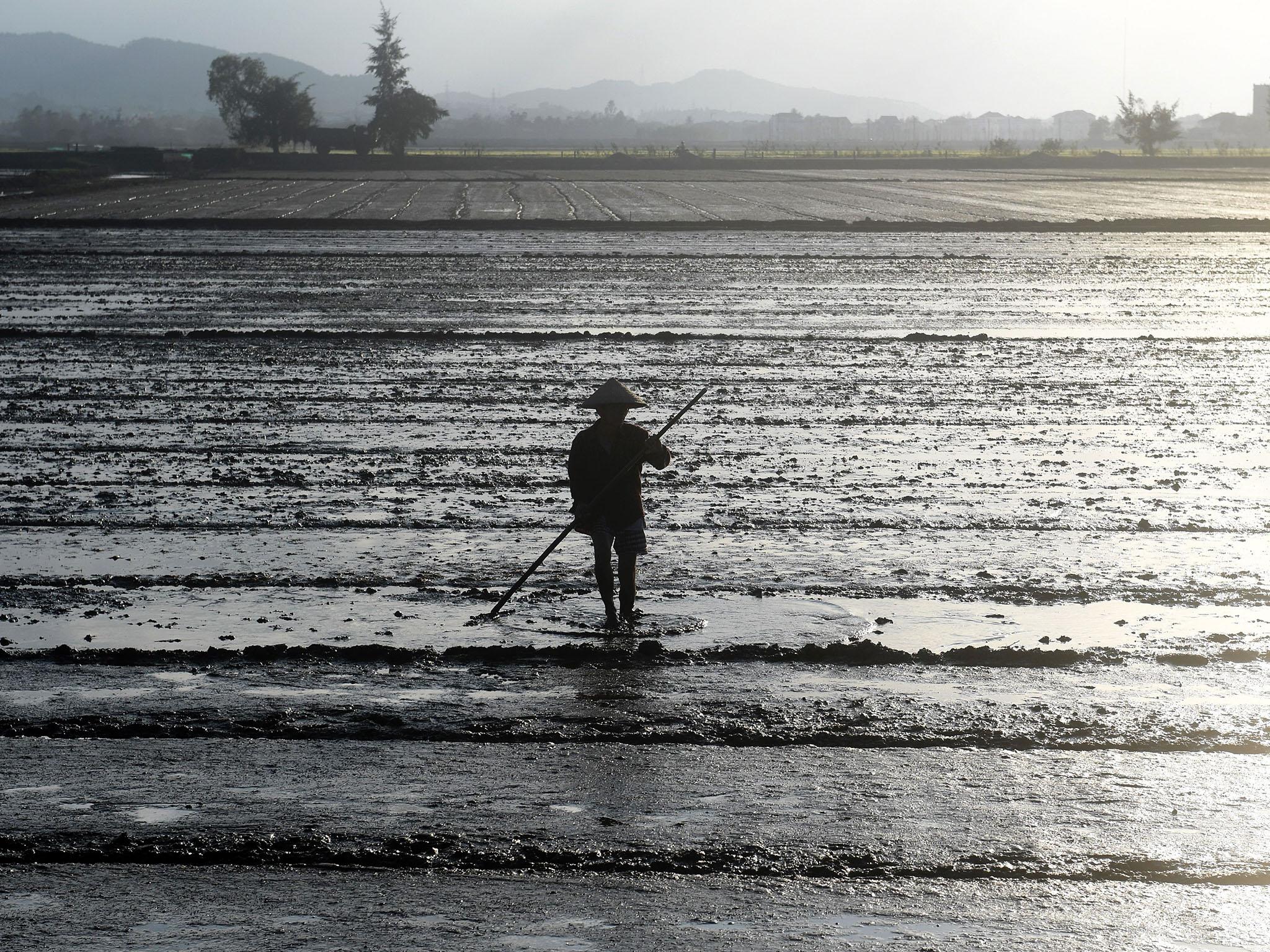 A worker in a paddy field. Man-made dykes are preventing proper nutrients from reaching the rice crop in certain areas of the delta