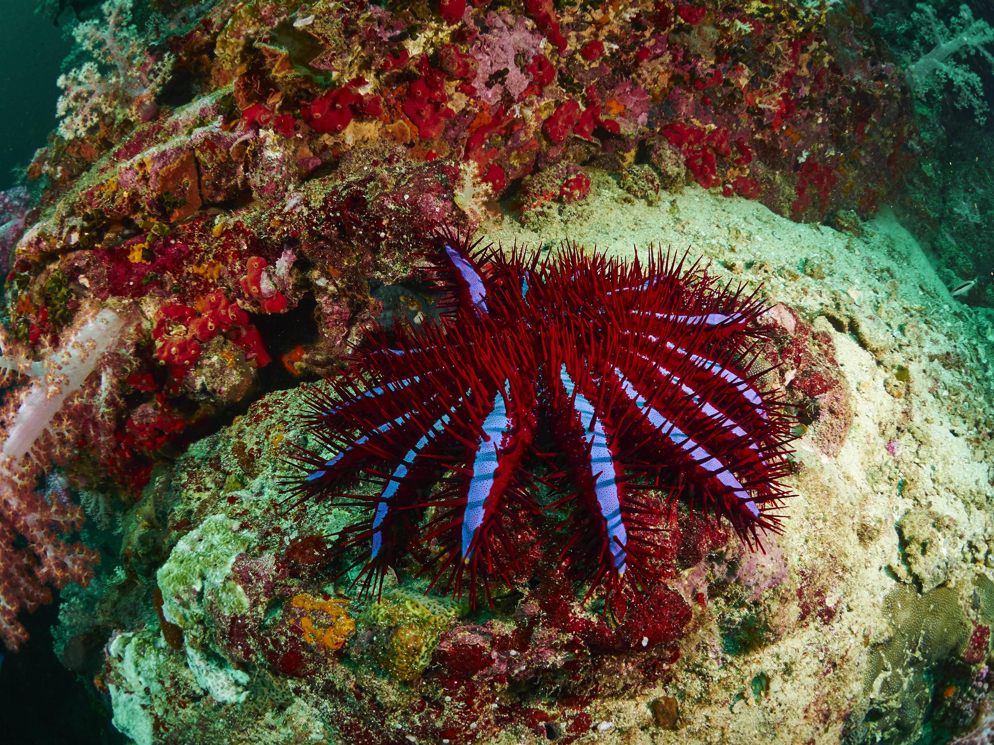 Crown-of-thorns starfish feed on coral and contribute to the decline of reefs