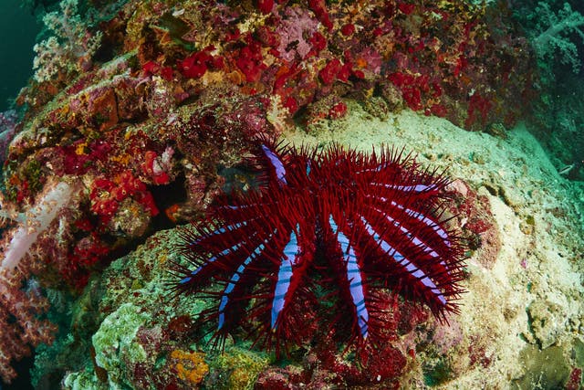 Funding will go towards combating the outbreak of crown-of-thorns starfish on the Great Barrier Reef, which feed on coral and contribute to its decline