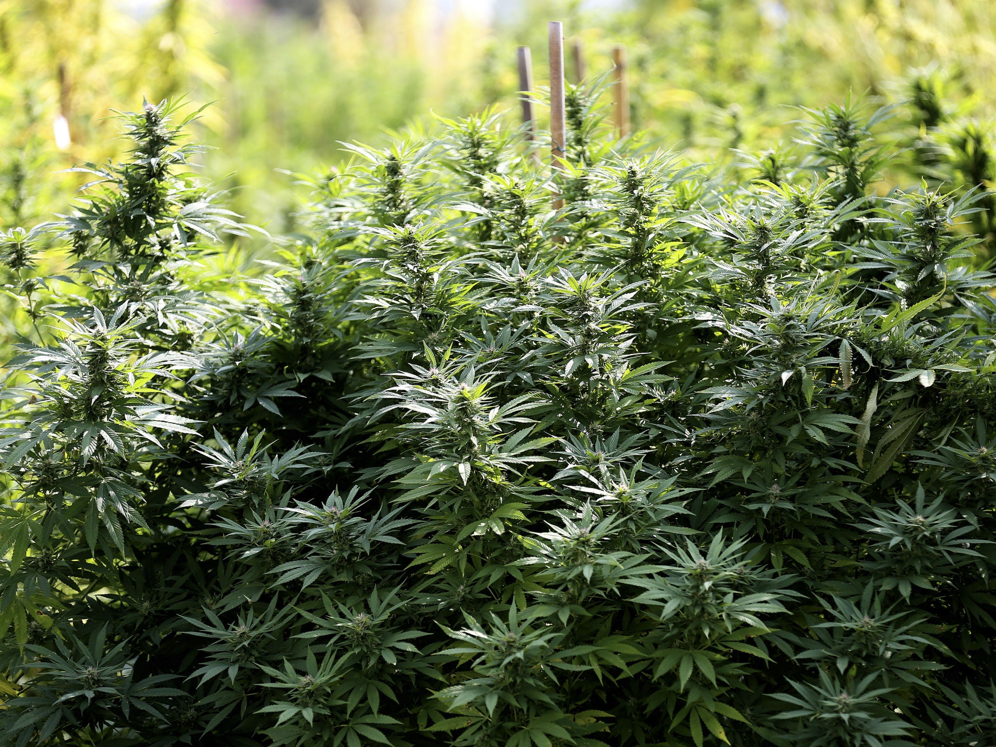 Marijuana growing