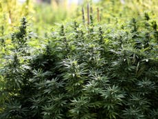 Vermont legalises marijuana despite Trump crackdown threat