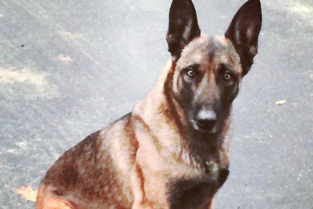 The dog known as K9 Veda was punched, kicked and bitten on the head by the man resisting arrest, but was uninjured and cleared for duty