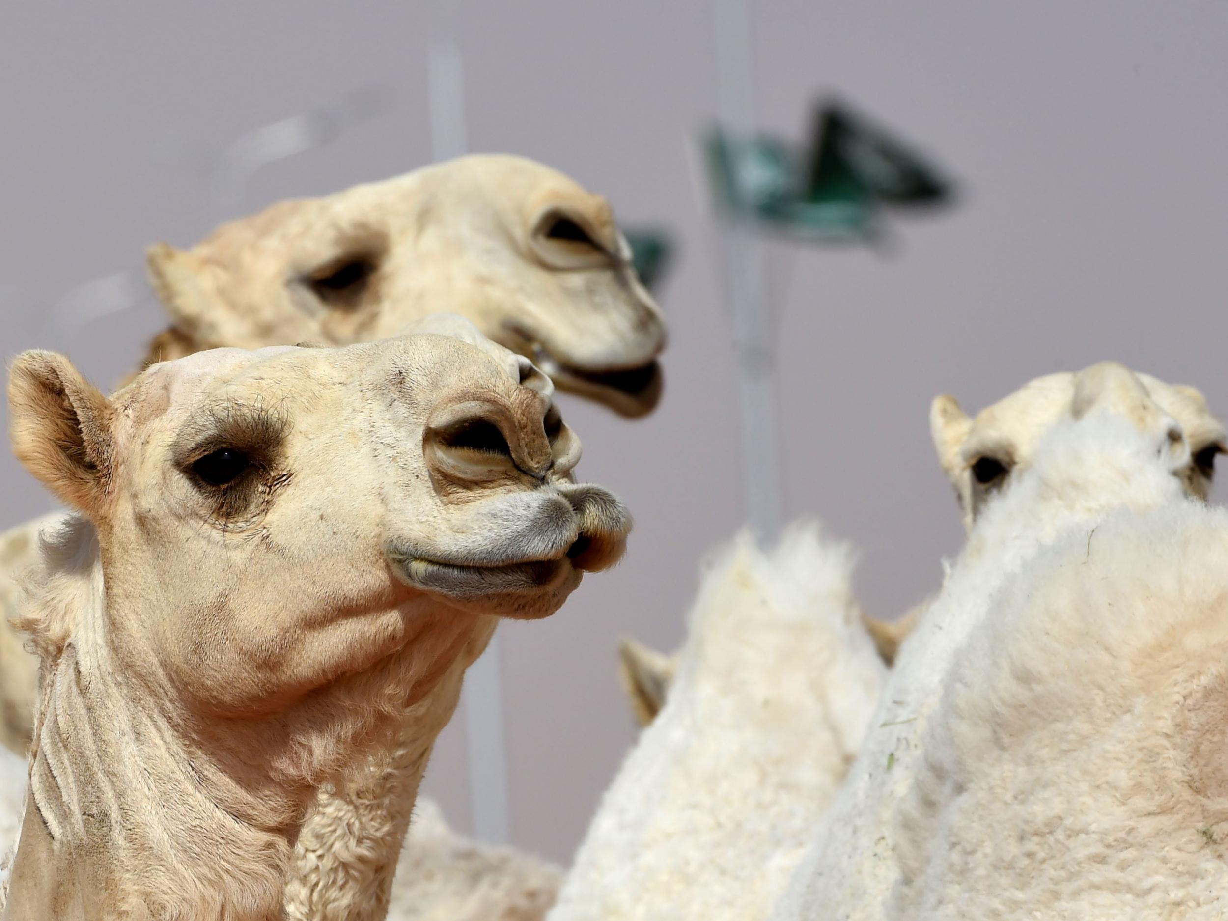 &#13;
Total cash prizes for owners of winning camels amounted to £21.3 million &#13;