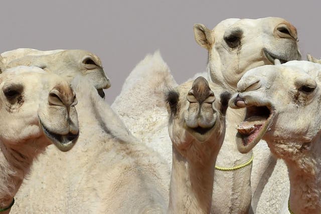 Camels during a beauty contest as part of the annual King Abdulaziz Camel Festival