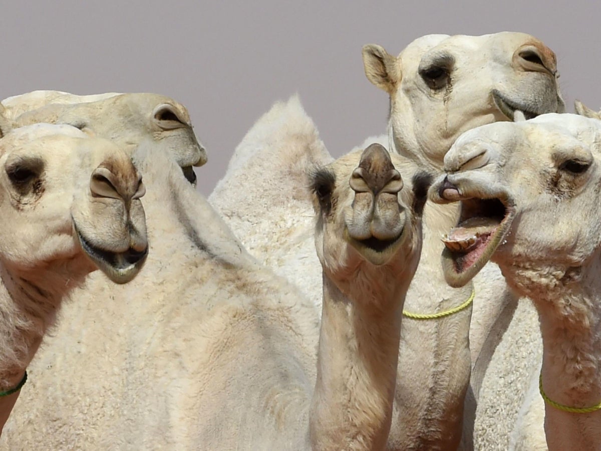 12 Camels Disqualified From Saudi Arabian Beauty Contest After Botox Used To Make Them Prettier The Independent The Independent