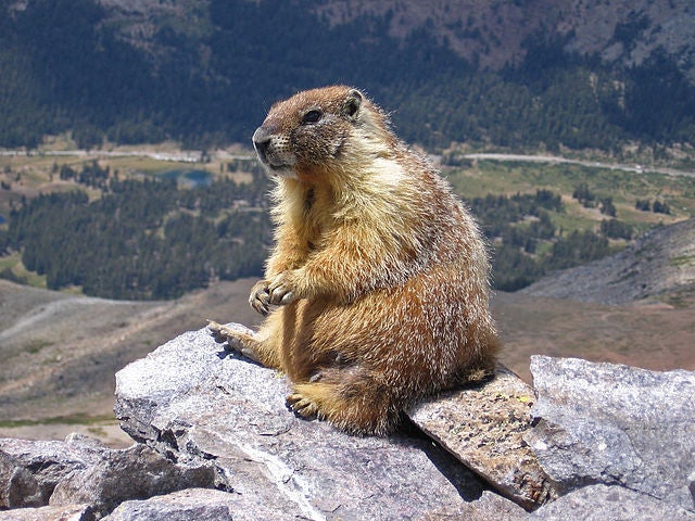 Marmots prefer to live solitary lives, but will peacefully coexist with one another if the habitat demands it