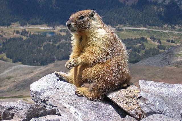Marmots prefer to live solitary lives, but will peacefully coexist with one another if the habitat demands it