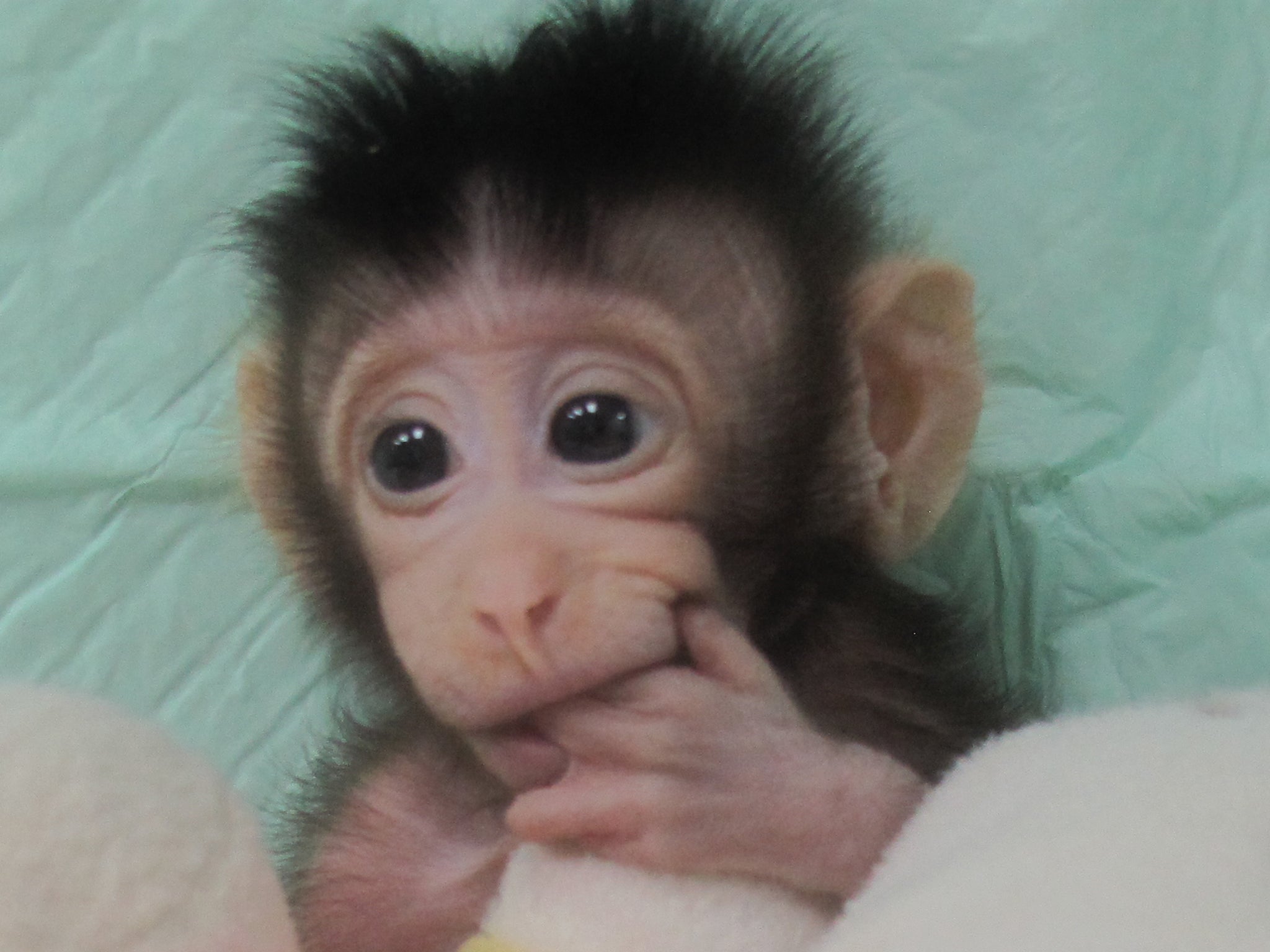 Monkey business: Hua Hua was created using the same technique that gave birth to Dolly the Sheep (Chinese Academy of Sciences)