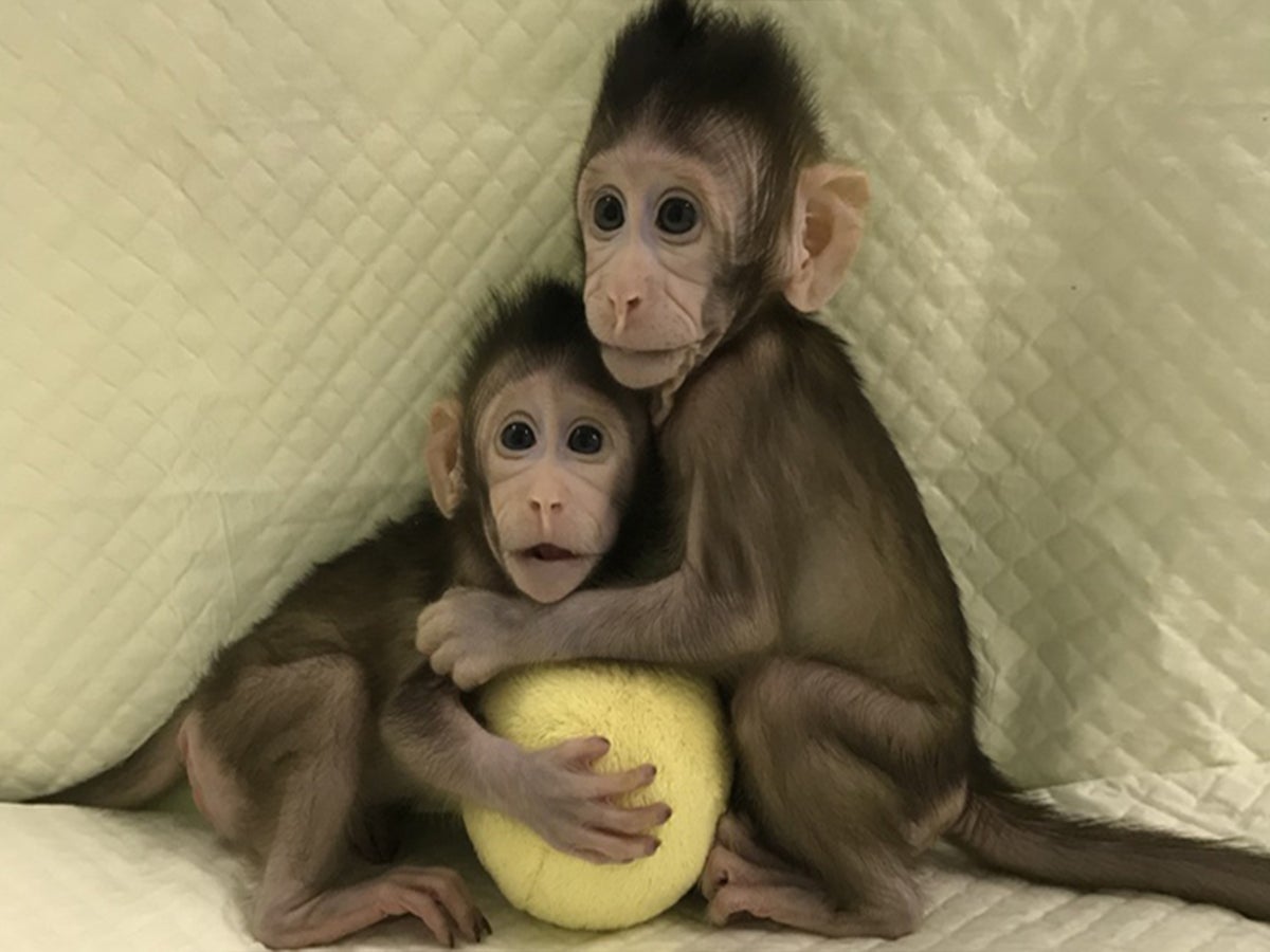 Don't be fooled by the cute photos of the cloned monkeys – they will live a  life of pain, The Independent