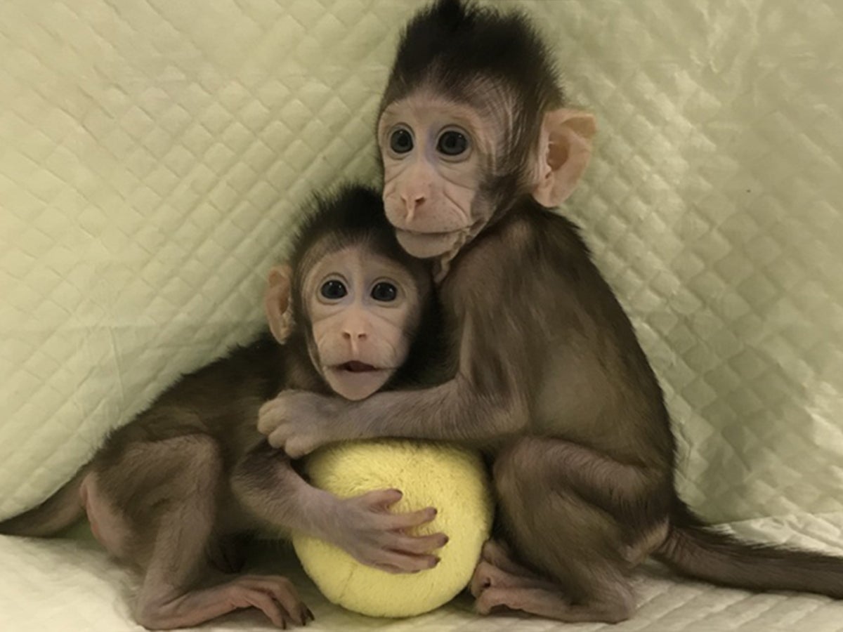 Don't be fooled by the cute photos of the cloned monkeys – they will live a  life of pain, The Independent