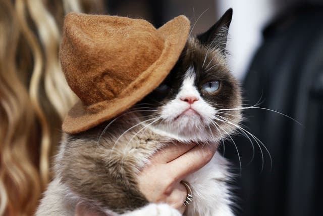 Grumpy cat arrives at the 2014 MTV Movie Awards in Los Angeles, California