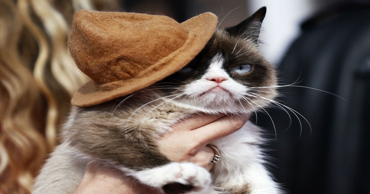 Grumpy Cat Awarded $710,000 In Copyright Infringement Suit : The Two-Way :  NPR