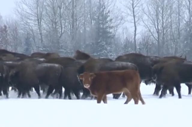 The light brown cow has been running with the bison for about three months