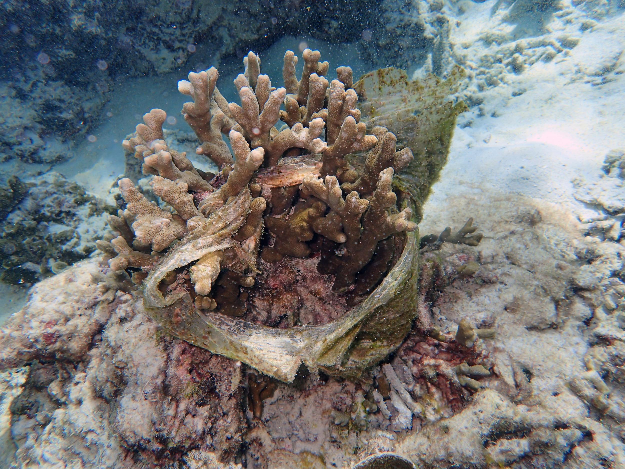 A spawning coral wrapped in a plastic bag