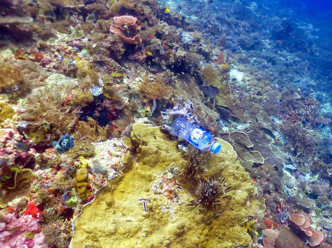 Plastic pollution is ‘killing corals’ by increasing risk of disease in