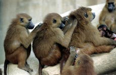Paris Zoo evacuated after baboons escape from enclosure 