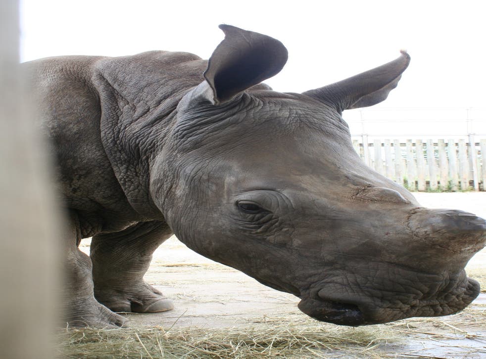What Colour Tongues Do Rhinos Have Rhino poaching: Latest figures show a decade of bloodshed in South Africa | The Independent | The Independent
