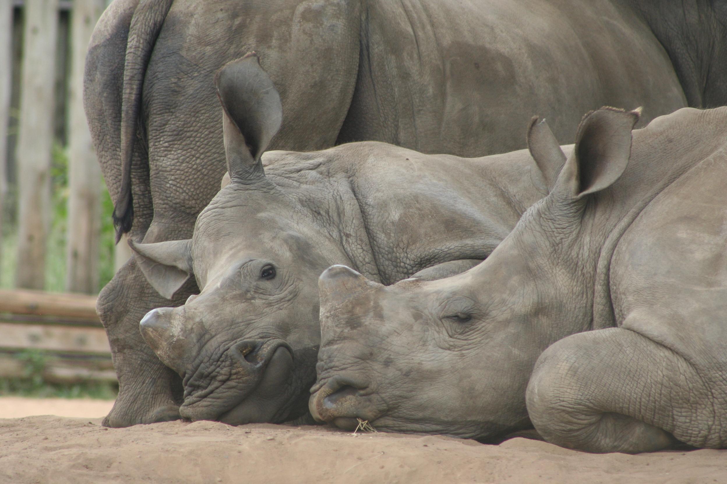 A group of orphaned white rhino calves doze in the shade at the rehabilitation centre in Hluhluwe-Imfolozi game reserve