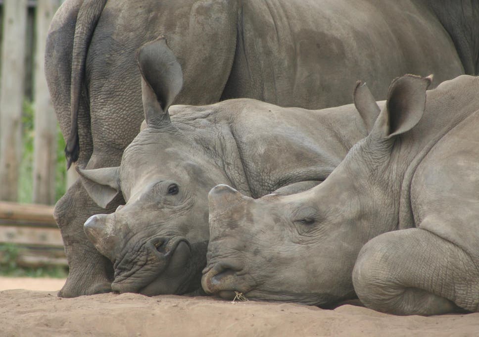 Latest Rhino Poaching and Conservations News