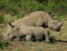 More than 1,000 rhinos killed by poachers in South Africa last year