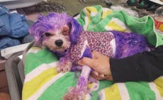 Dog almost dies of severe allergic reaction after owner dyed it purple