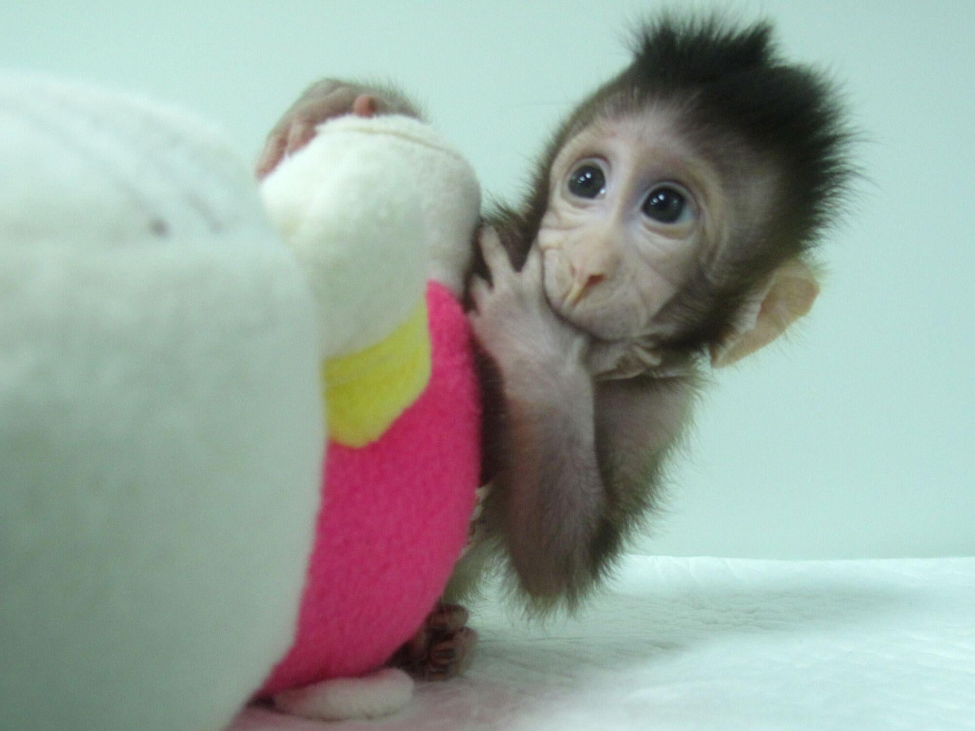 One of the monkeys cloned by Chinese scientists, Zhong Zhong